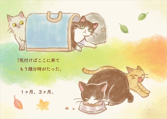 飼い主を亡くした保護猫が幸せになるまでのお話
