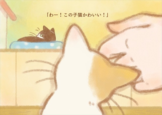 飼い主を亡くした保護猫が幸せになるまでのお話