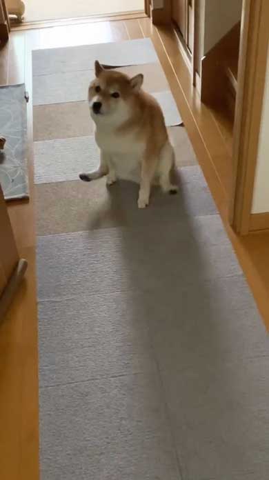 おしり かゆい 柴犬 尻 ずりずり 歩き