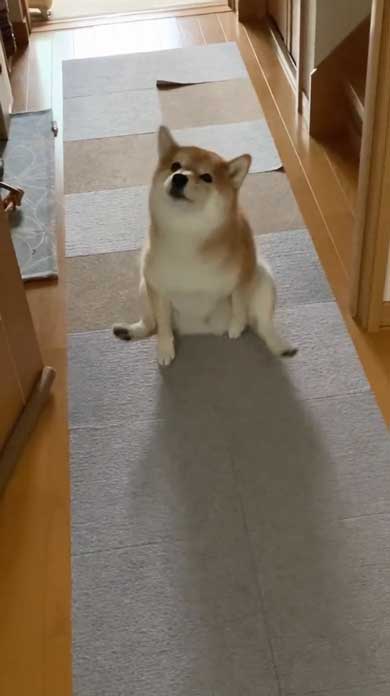 おしり かゆい 柴犬 尻 ずりずり 歩き