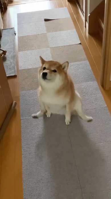 おしり かゆい 柴犬 尻 ずりずり 歩き