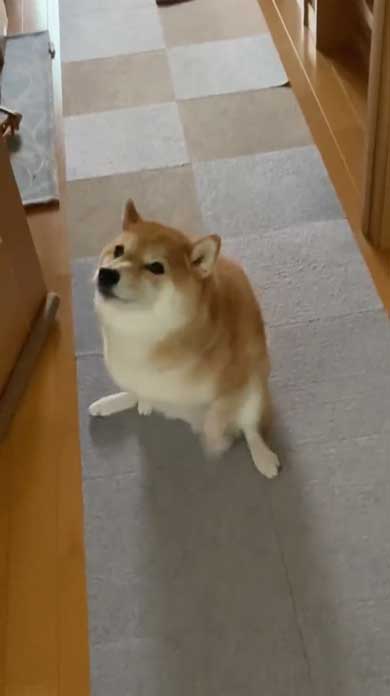 おしり かゆい 柴犬 尻 ずりずり 歩き