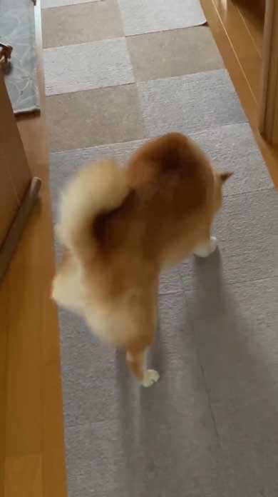 おしり かゆい 柴犬 尻 ずりずり 歩き