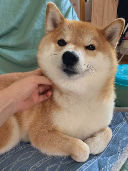 おしり かゆい 柴犬 尻 ずりずり 歩き