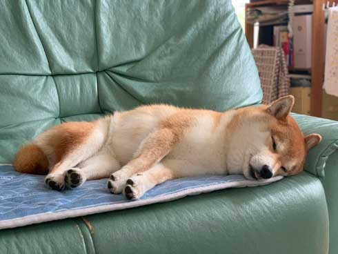 おしり かゆい 柴犬 尻 ずりずり 歩き