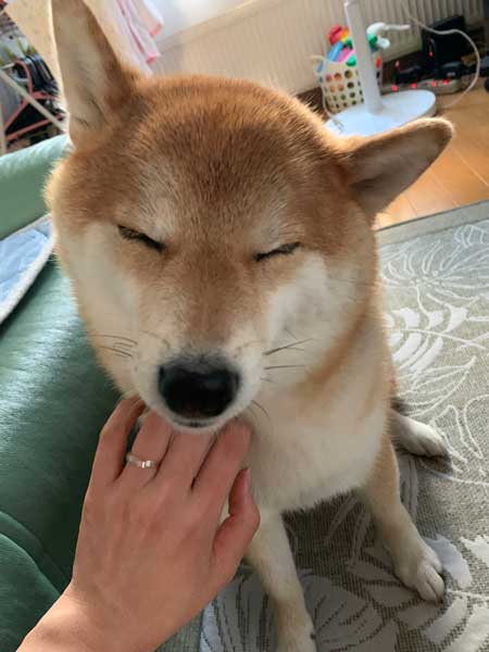 おしり かゆい 柴犬 尻 ずりずり 歩き