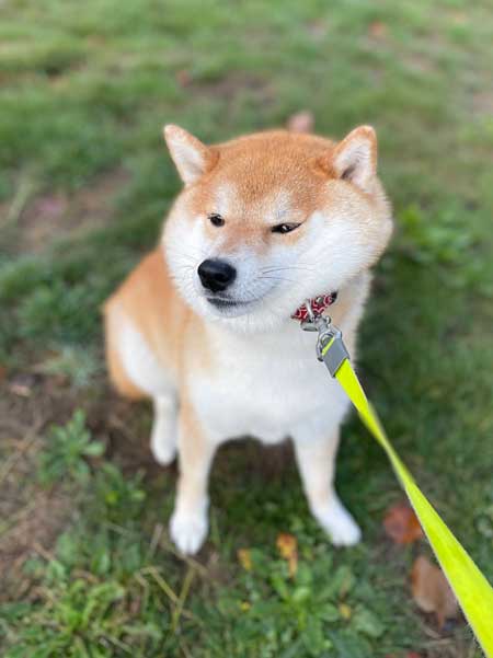 おしり かゆい 柴犬 尻 ずりずり 歩き