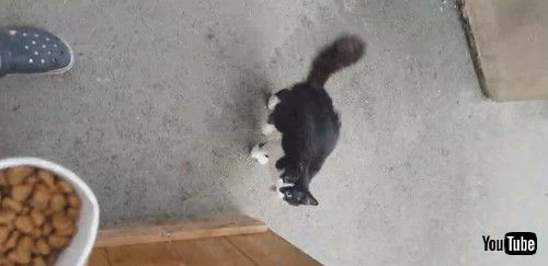 「Impatient Kitty Can’t Wait for Its Food || ViralHog」