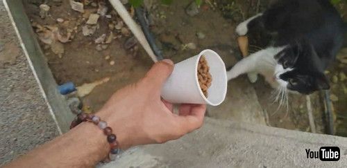 「Impatient Kitty Can’t Wait for Its Food || ViralHog」