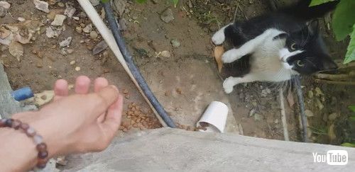 「Impatient Kitty Can’t Wait for Its Food || ViralHog」