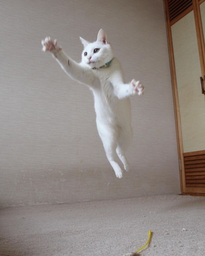 ぷるちゃんとリリーちゃんの空中戦