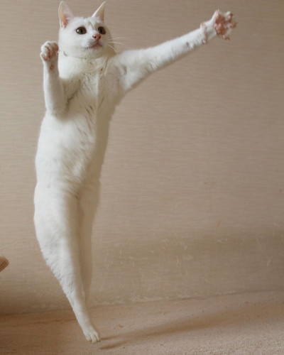 ぷるちゃんとリリーちゃんの空中戦