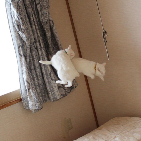 ぷるちゃんとリリーちゃんの空中戦