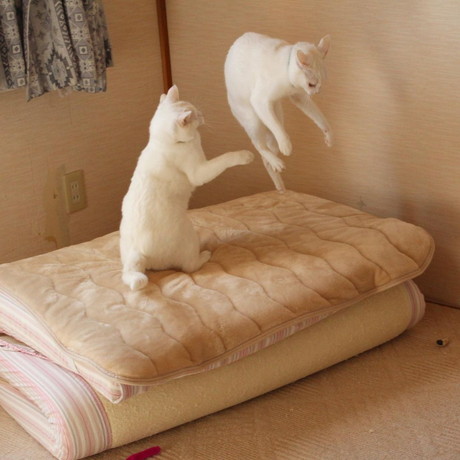 ぷるちゃんとリリーちゃんの空中戦