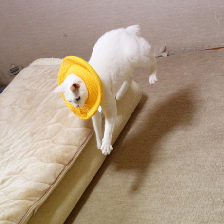 ぷるちゃんとリリーちゃんの空中戦