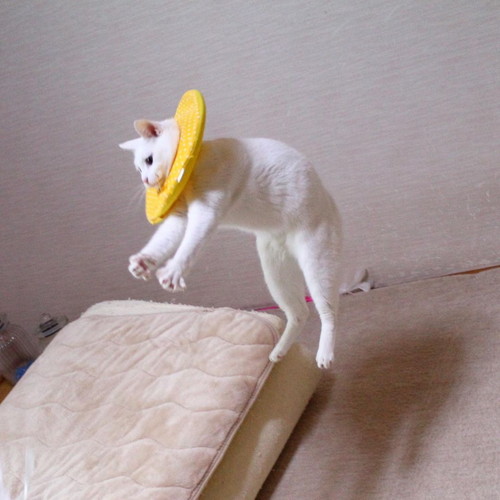 ぷるちゃんとリリーちゃんの空中戦