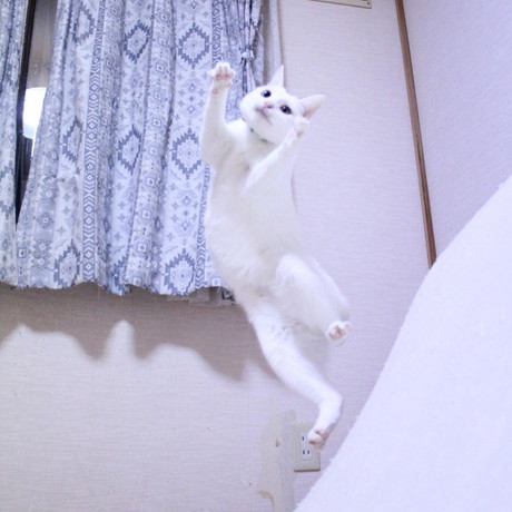 ぷるちゃんとリリーちゃんの空中戦