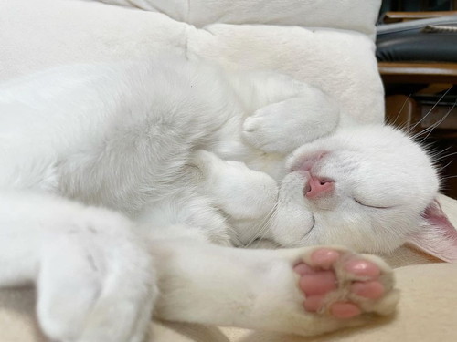 ぷるちゃんとリリーちゃん