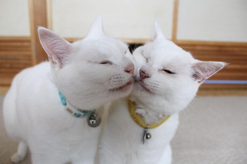 ぷるちゃんとリリーちゃん