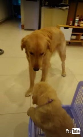 先住犬と子犬