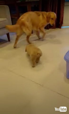 先住犬と子犬