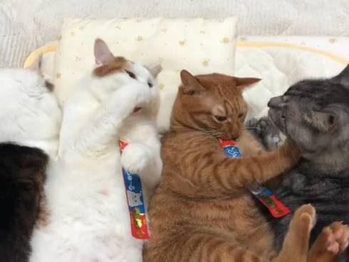 猫 セルフちゅ〜る