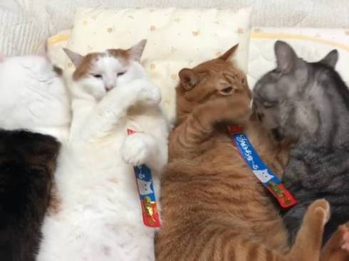 猫 セルフちゅ〜る