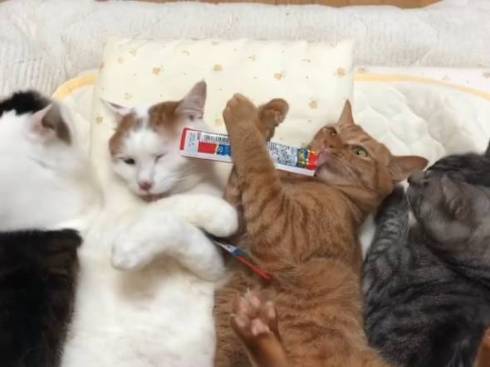 猫 セルフちゅ〜る