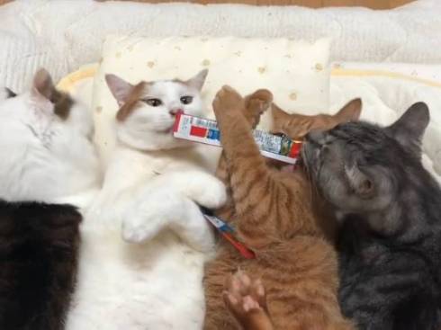 猫 セルフちゅ〜る