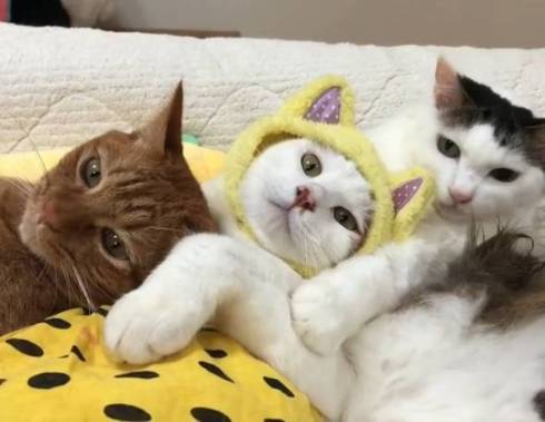 猫 セルフちゅ〜る