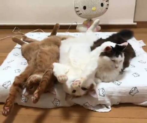 猫 セルフちゅ〜る