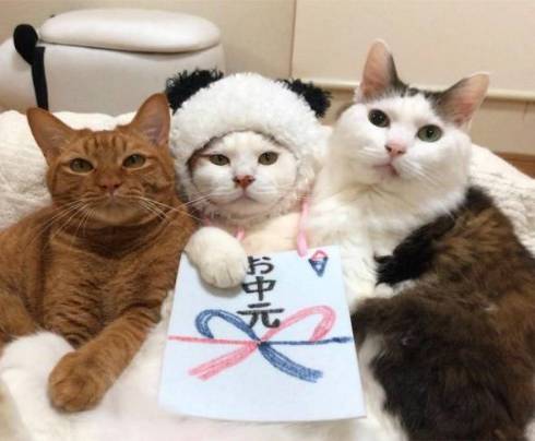 猫 セルフちゅ〜る