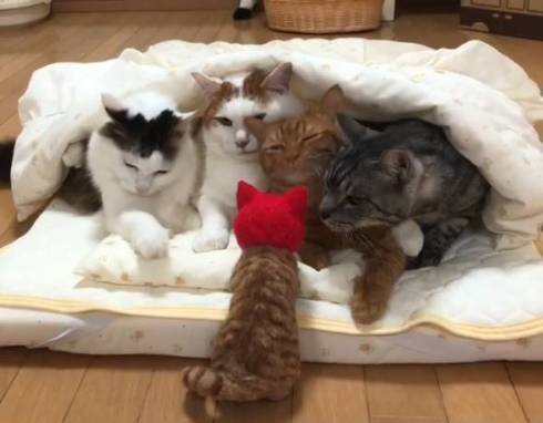 猫 セルフちゅ〜る