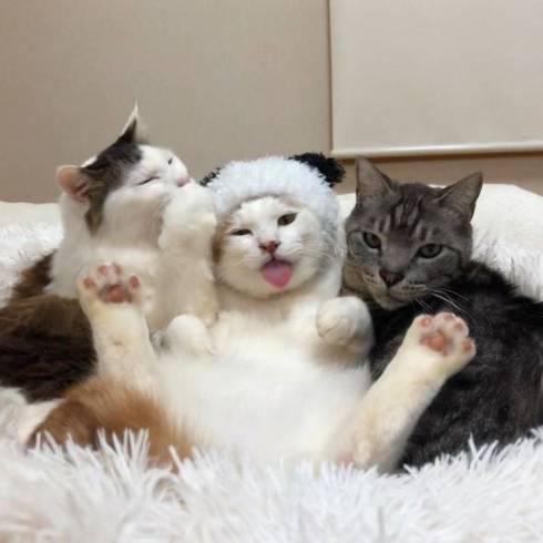 猫 セルフちゅ〜る