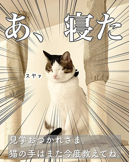 今日の猫あるある10
