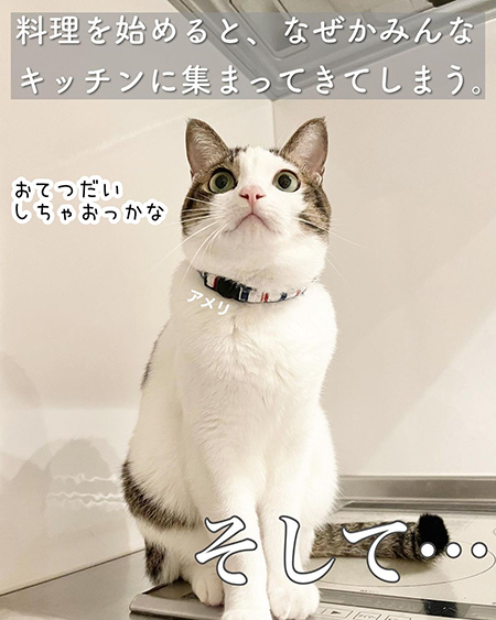 今日の猫あるある2