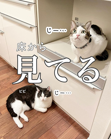 今日の猫あるある3