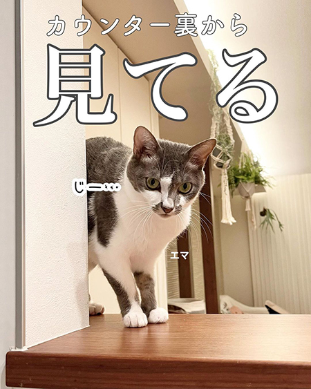 今日の猫あるある4