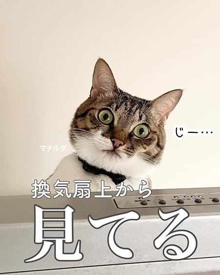 今日の猫あるある5