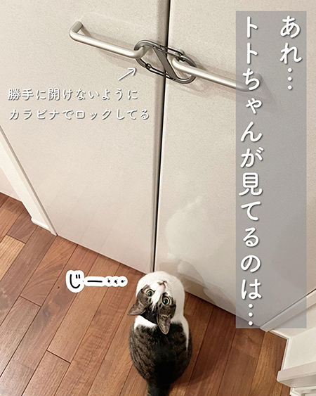 今日の猫あるある6