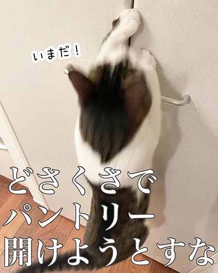 今日の猫あるある7
