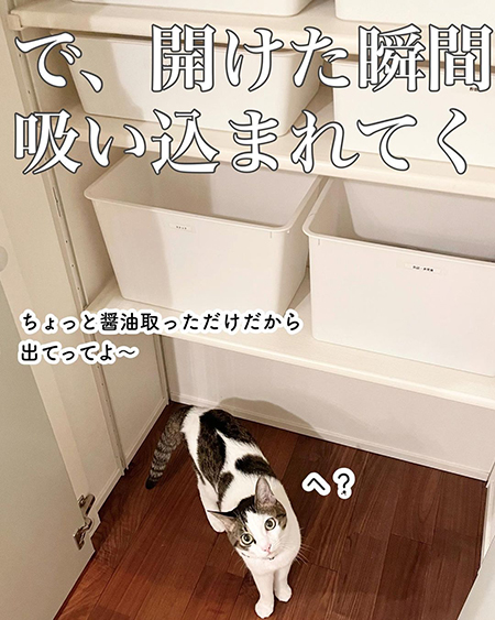 今日の猫あるある8