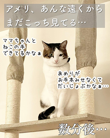今日の猫あるある9