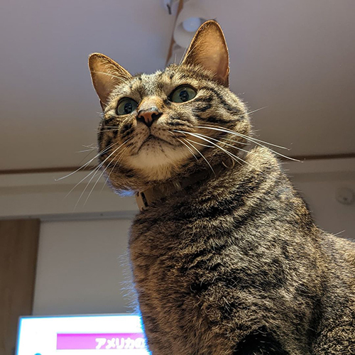 急に冷静になる猫6