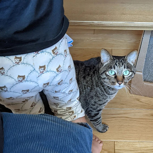 猫の起こし方の差6