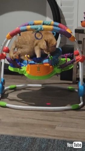 「Cat Curls Up in Baby Bouncer || ViralHog」