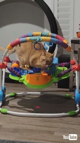 「Cat Curls Up in Baby Bouncer || ViralHog」