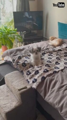 「Dog Does Adorable Treat Dance || ViralHog」