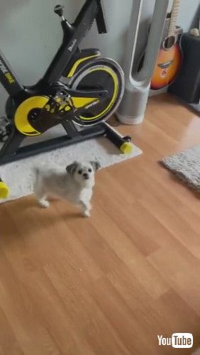 「Dog Does Adorable Treat Dance || ViralHog」