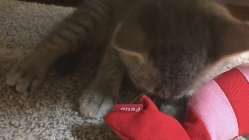 世界一かわいい寝落ち